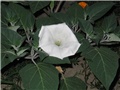 Datura