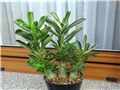 Adenium obesum
