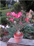 Adenium obesum