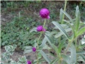 ljubičasta gomphrena1