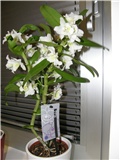 Orhideja Dendrobium nobile..