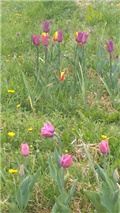 tulipanište2