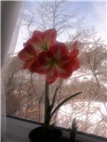 amaryllis