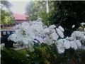 Ruža stablašica, bijela
