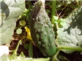 plodovi krastavaca