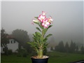 Adenium obesum hibrid 