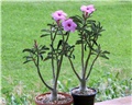 Adenium swazicum 