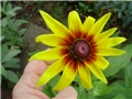 rudbekia