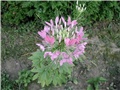 cleoma4