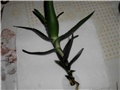 aloa ciliaris