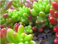 Sedum, žednjak