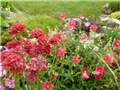 Armeria pseudarmeria 
