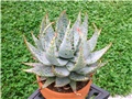 aloe peglerae