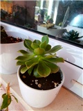 aeonium
