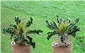 pachypodium namaquanum