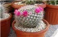 Mammillaria hahniana