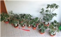 adenium