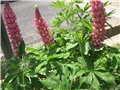 lupinus