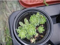 sedum