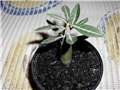 adenium7