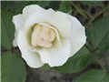 Schwanense
