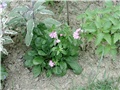 saponaria