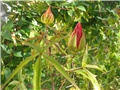 Hibiscus coccineus