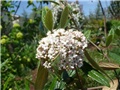 viburnum