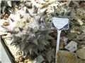ariocarpus furfuraceus