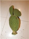 Kaktus  Opuntia microdasys