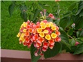 lantana