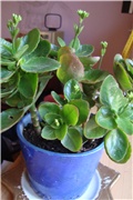 kalanchoe