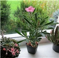 Adenium swazicum 