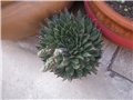 Aloe aristata