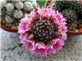 mammillaria alamensis sheldonii