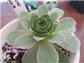 aeonium4