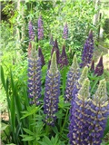 Lupinusi
