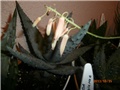 aloe cvijet