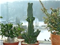 Crassula Buddha's temple