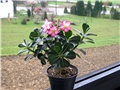 Adenium obesum, sijanac  2012