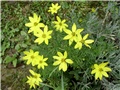coreopsis