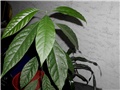 avokado4