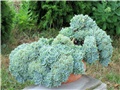 Echeveria pumila cristata