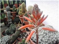 aloa cvijet