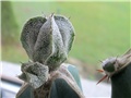 astrophytum myriostigma hybrid