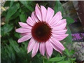 Echinacea