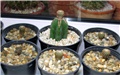 geohintonia mexicana