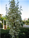 yucca