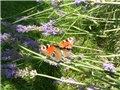 lavanda leptir