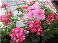 Viseća pelargonija